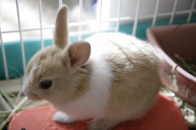 うさぎ