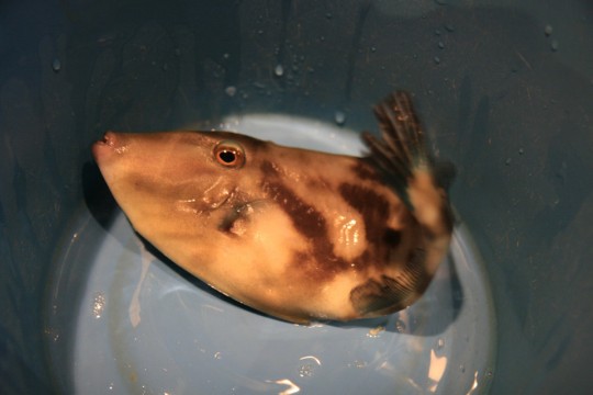 カワハギの活き作り